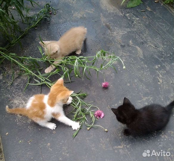 Котята в добрые руки