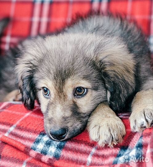 Щенок в добрые руки девочка