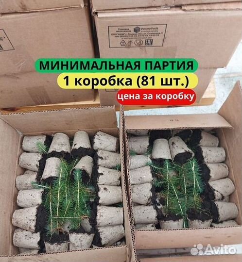 Сеянцы ели европейской зкс в розницу