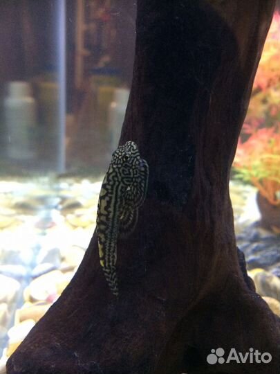 Псевдоскат (севилья)