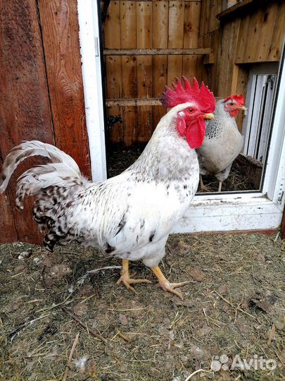 Инкубационное яйцо