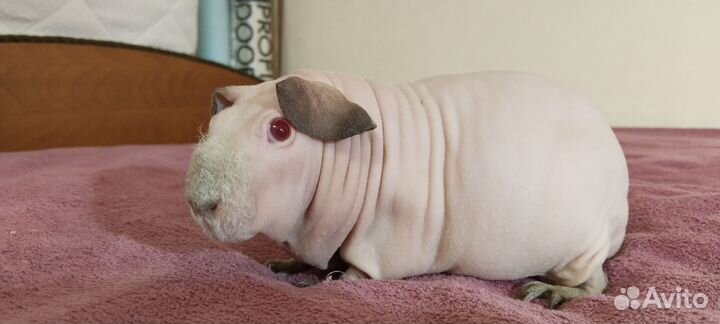 Морские свинки. Белые скинни