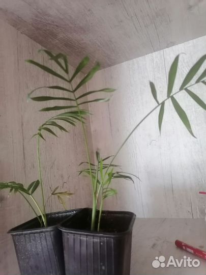 Комнатные цветы