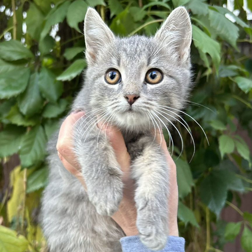 Маленькая Милашка (2,5 мес) в добрые руки