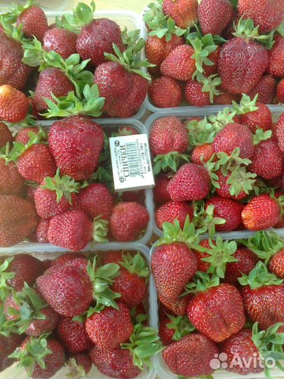 Саженцы клубники, вишни, малины, черной смородины