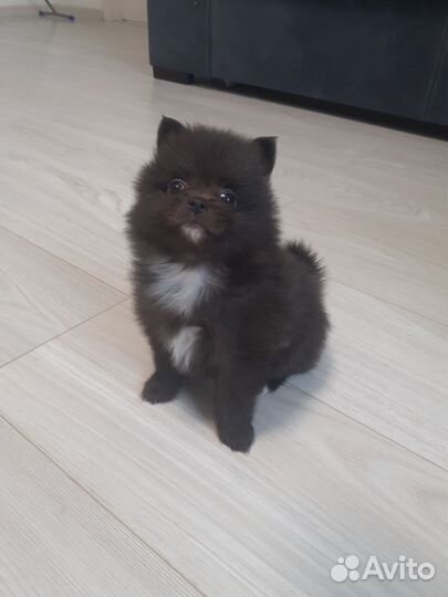 Щенки Шпица