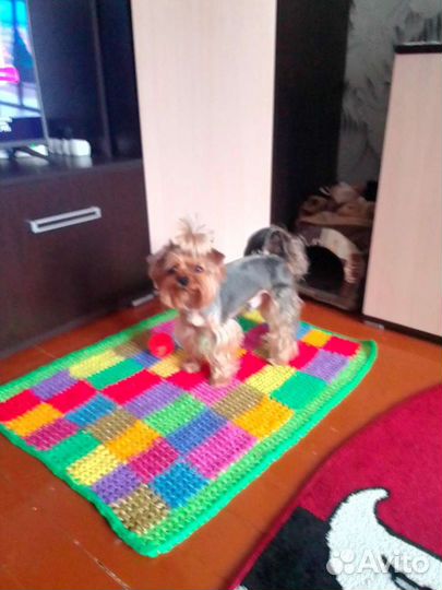 Йоркширский терьер вязка