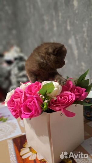 Отдам в добрые руки котят очень красивые