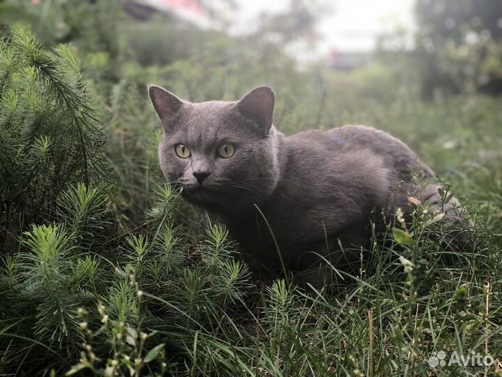 Вязка (кот ищет кошку) британская порода