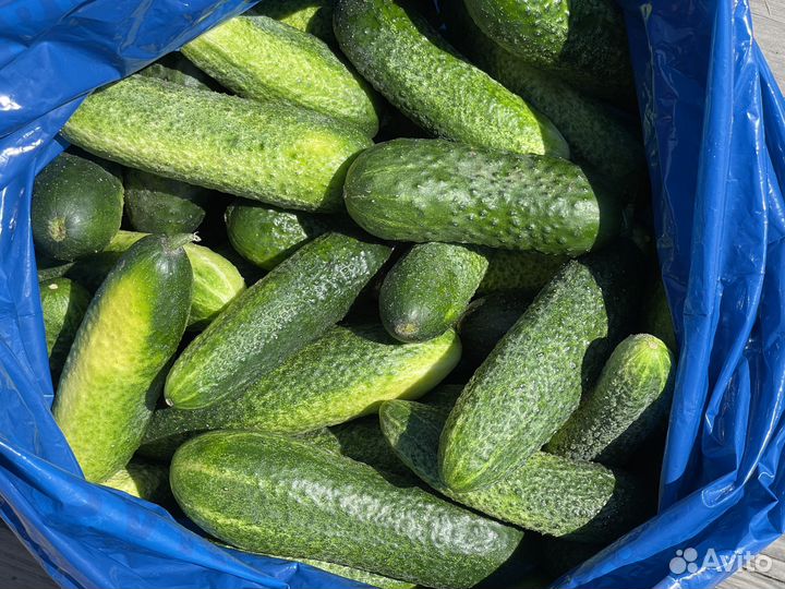 Огурцы свежие со своего огорода, 5 кг