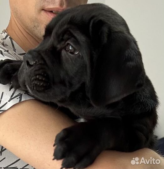 Кане корсо девочка