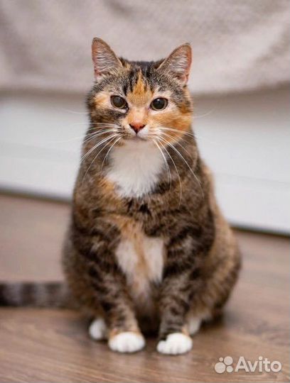 Кошечка Софа ищет дом