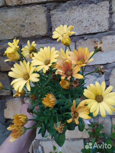 Цветы на посадку