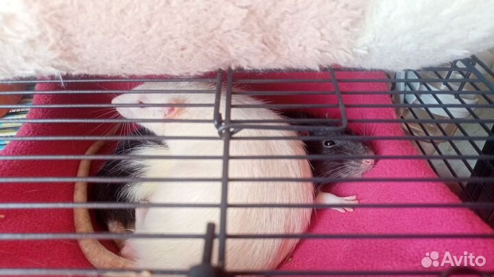 Крыски в добрые руки