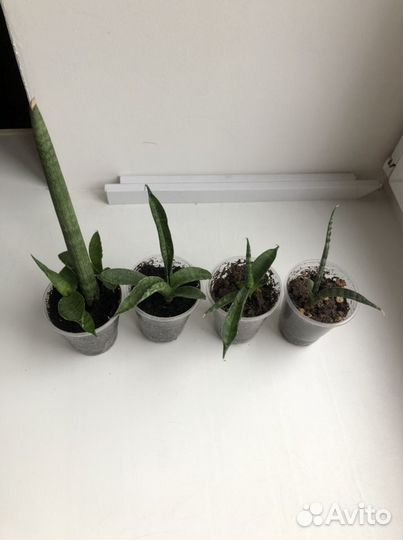 Сансевиерия цилиндрика Обака, цилиндрика, биг лиф