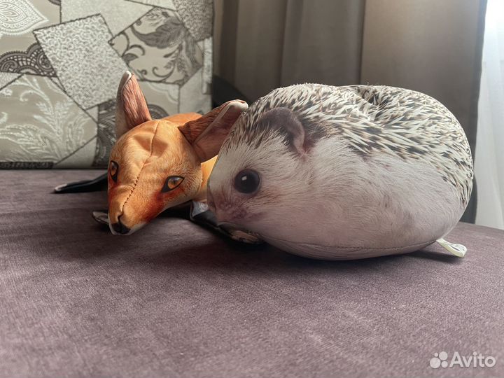 Игрушки мягкие блоп топ