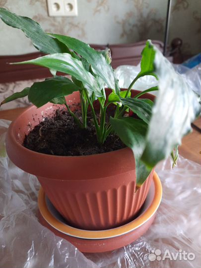 Спатифиллум