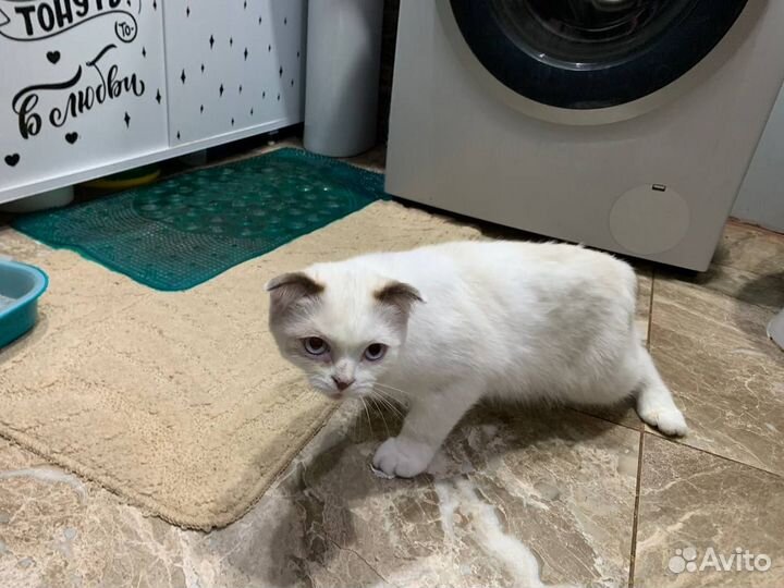 Кот бесплатно