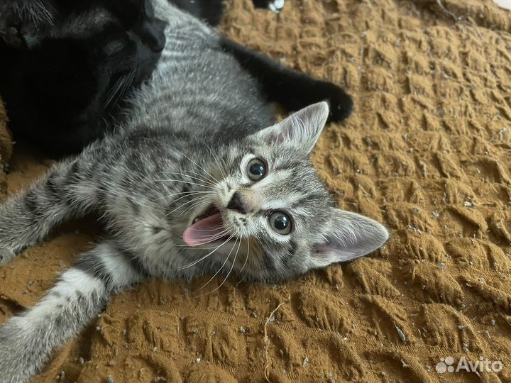 Кошечка
