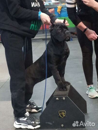 Щенки кане Корсо