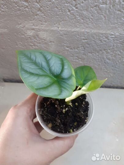 Алоказия мишольца и сильвер небула