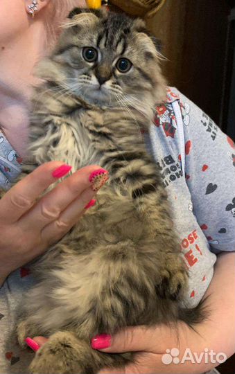 Котик в добрые руки