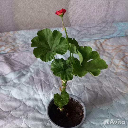 Пеларгония герань красная
