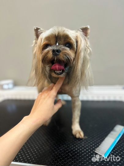 Стрижка собак в азиатском стиле