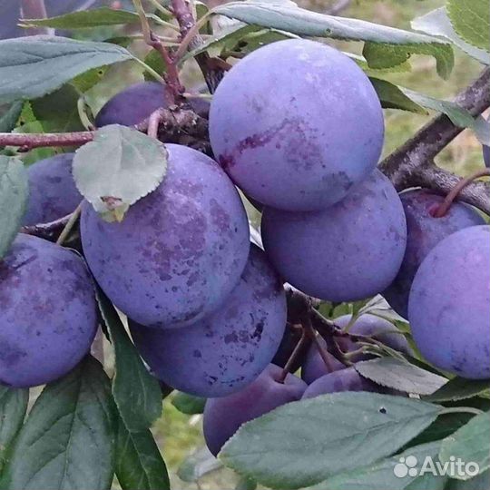 Тибетская малина. Клубника фестивальная Чернослив