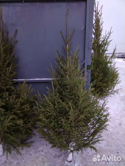 Ели новогодние живые