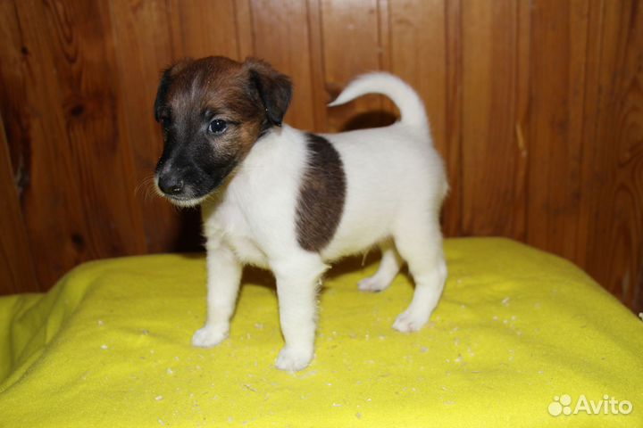 Фокстерьер гладкошерстный щенки