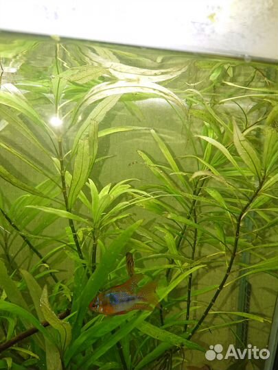 Аквариумные растения. Улитки