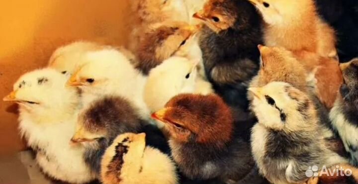 Цыплята