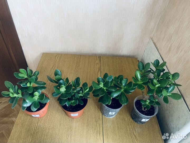 Денежные деревья (Толстянка)