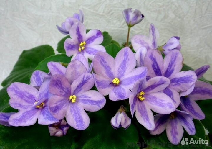 Mini сенполии (мини фиалки), трейлеры, химеры