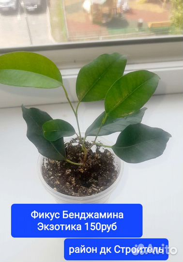 Комнатные растения