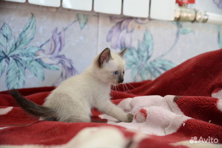 Тайские котята