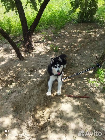 Сибирский хаски вязка