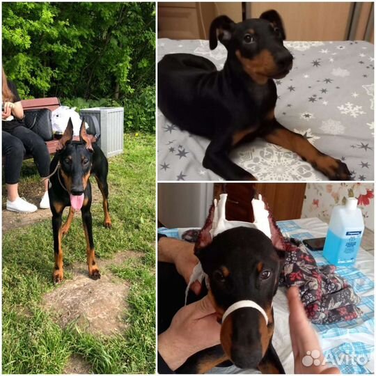 Ветеринарный врач. Купирование ушей,кастрация