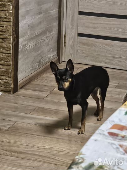 Собаки щенки русский той терьер