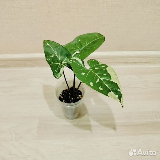 Сингониумы часть#2