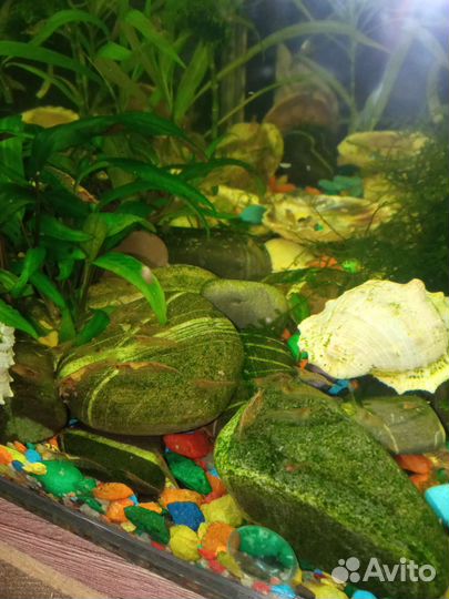 Аквариумные креветки Вишня