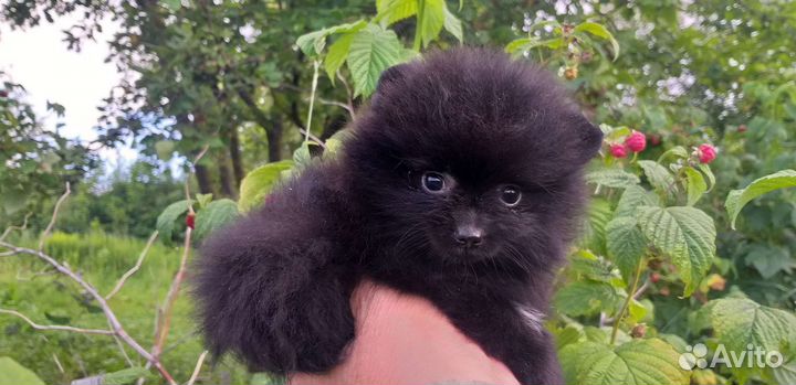 Щенки померанский шпиц девочки