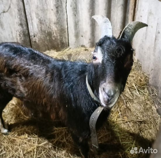 Козел породы Ламанча