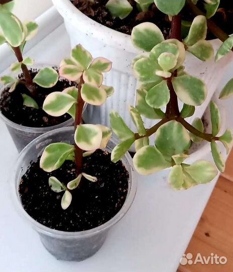 Партулакария афра триколор вариегатная и Хоббит