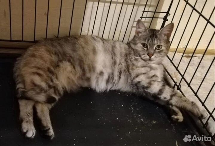 Кошечка из приюта ищет дом