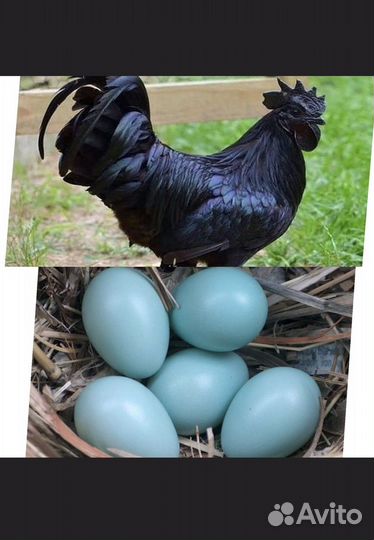 Петух ухейилюй