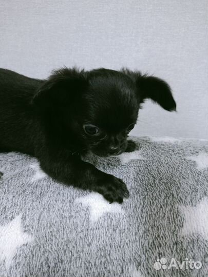 Щенки чихуахуа