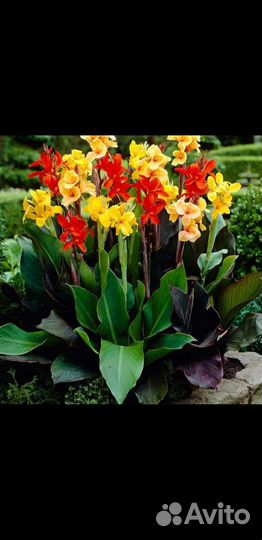 Канны 4 сорта клубни цветы