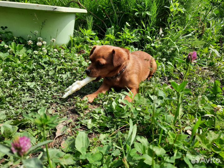 Собака в добрые руки